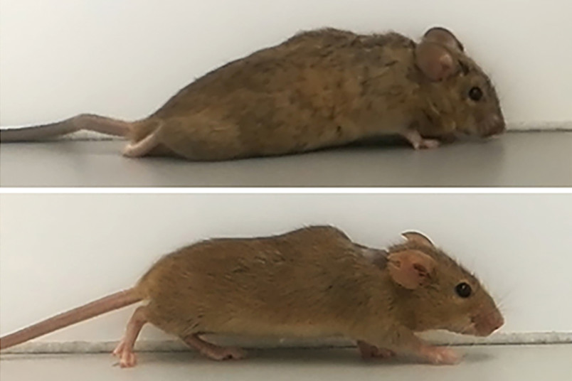 Paraplegia mouse model Paraplegia mouse model